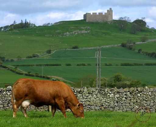 Cow and Hume Castle 9R044D-02.JPG